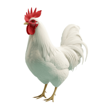 أسعار الدواجن