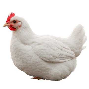 أسعار الدواجن