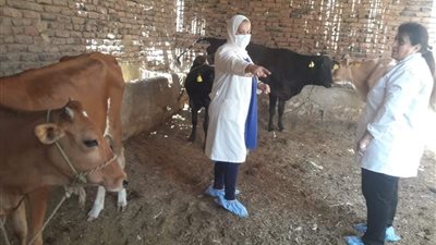 بيطري الأقصر ينجح في تحصين 39520 حيوانًا ضد الحمى القلاعية وغيرها