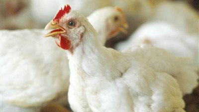 تسجيل أسعار جديدة للدواجن في الأسواق المحلية: تفاصيل وأرقام