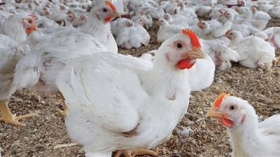 أسعار الفراخ والبيض في بورصة الدواجن بمصر اليوم