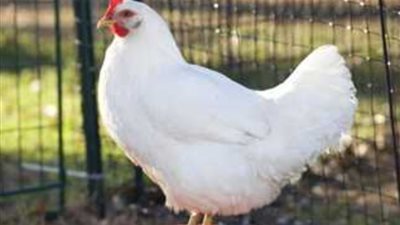 أسعار الدواجن والبيض بالأسواق والمحال التجارية