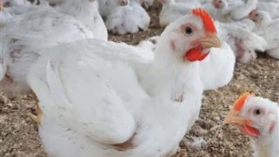 تغيرات في أسعار الدواجن والبيض في الأسواق المصرية