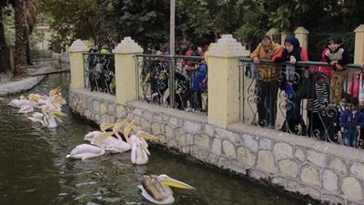 أول يوم العيد.. رئيس المركزية لحدائق الحيوان 50 ألف زائر للحديقة