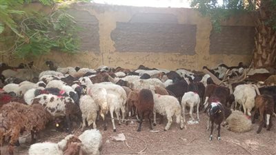 محافظة الأقصر تشهد توزيع 144 رأس غنم على 72 أسرة مستحقة