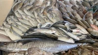 الكاليماري بـ 410 .. أسعار الأسماك بالأسواق التجارية