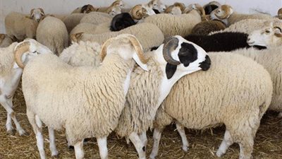 بالتزامن مع عيد الأضحي| نصائح إرشادية عند شراء الأضحية