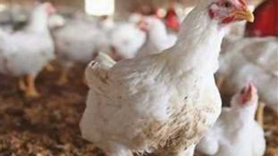 إرتفاع أسعار الدواجن بالمزارع والأسواق التجارية