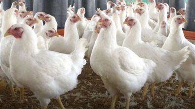 انخفاض الأسعار: فرصة للمستهلكين لشراء اللحوم والدواجن بأسعار مخفضة