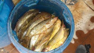 تعرف على عقوبة بائعي الرنجة الفاسدة فى العيد