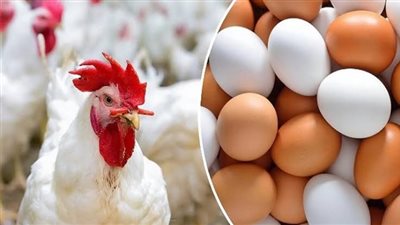 أسعار الدواجن اليوم الأربعاء في المحلات التجارية