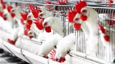 أسعار الفراخ البيضاء اليوم الخميس 23-5-2024