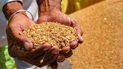 بدء موسم توريد القمح المحلي في 4 محافظات 