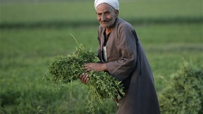 خطوات استخراج بطاقة ميزة الفلاح من البنك الزراعي