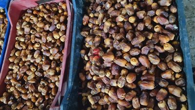 ارتفاع أسعار البلح في الوادي الجديد لهذا السبب 