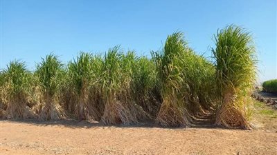 وزير الري يتابع الخطة التنفيذية للتحول لإستخدام نظم الري الحديث فى مزارع قصب السكر 