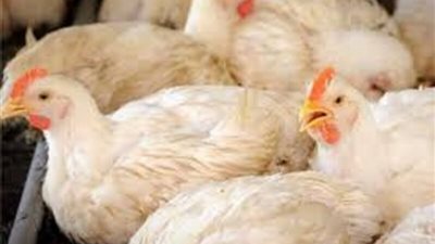 استقرار في أسعار الفراخ والبيض اليوم الخميس 30-5-2024 بالأسواق