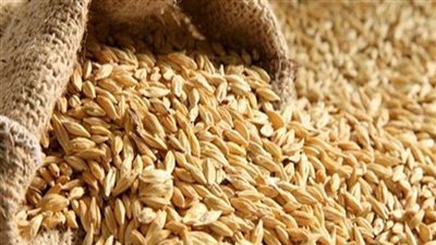 وكيلة تموين الشرقية: إجمالي كمية الأرز الشعير الموردة لمواقع التجميع بلغت 62870 طن