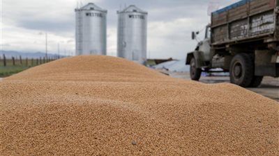 المنيا: توريد أكثر من 352 ألف طن من القمح بالشون الحكومية