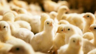 تصل لـ 4 جنيهات.. تراجع أسعار الكتاكيت في مصر