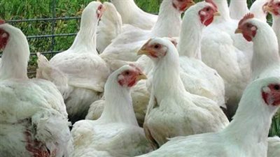 ضبط تشكيل عصابي بتهمة سرقة مزرعة دواجن فى البحيرة