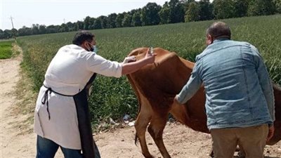 العيادات البيطرية تواصل أعمالها في تقديم خدمات علاجية وإرشادية للمواطنين