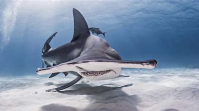 اكتشف أسرار قرش المطرقة الذي تحدث عنه حزلقوم 