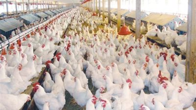 الكيلو وصل كام.. تذبذب في أسعار الدواجن بالأسواق