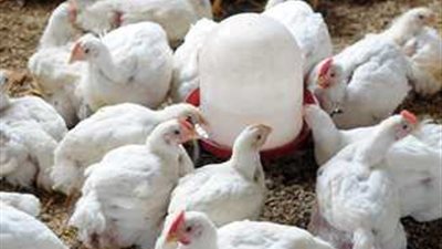 بورصة الدواجن اليوم الاثنين 27-3-2023