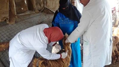 بيطري الشرقية يُحصن 183 ألف و620 رأس ماشية ضد مرض الحمى القلاعية