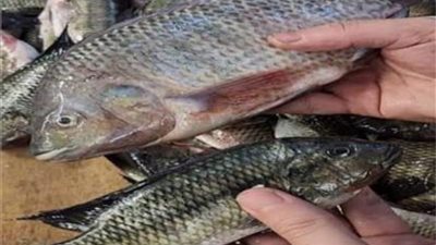 البوري ب 110..تعرف علي اسعار الأسماك بالسوق المصري