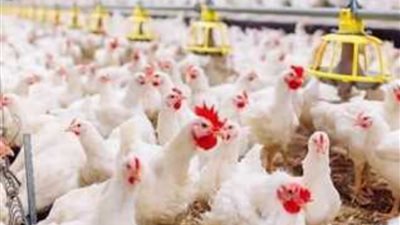 جنون الفراخ.. اسعار الفراخ اليوم السبت 3فبراير