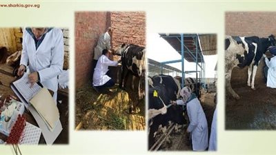 بيطري الشرقية يفحص 2234 رأس ماشية ضد البروسيلا