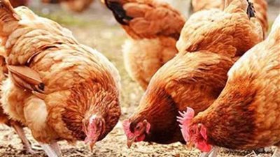 الكيلو تجاوز الـ 100..أسعار الفراخ اليوم بالمحال والاسواق التجارية