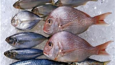 الكاليماري بـ310جنية..أسعار الأسماك اليوم بالأسواق والمحال التجارية