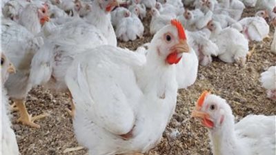 أسعار الدواجن والبيض اليوم الثلاثاء 4 أبريل: البانية بـ 170 جنيهًا