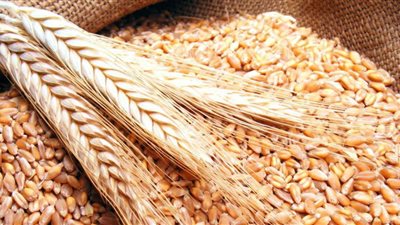 المنيا: توريد أكثر من 124 ألف طن قمح بالشون الحكومية والصوامع