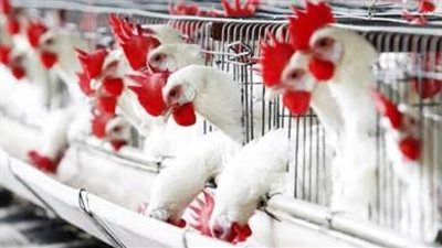 مجلس الوزراء : لا صحة لـ إنتشار فيروس يصيب الدواجن ويتسبب في نفوقها