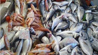 الدنيس بـ 220.. استقرار في أسعار الأسماك اليوم