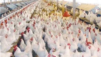 ارتفاع طفيف في بورصة الدواجن بالأسواق والمحال التجارية