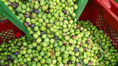 يصل لـ 80 جنيهاً.. ارتفاع أسعار الزيتون الطازج بـ الأسواق