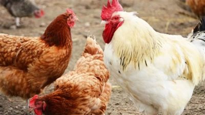 استمرار تراجع أسعار الفراخ بـ الأسواق اليوم الثلاثاء