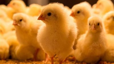 تذبذب أسعار الفراخ اليوم الأربعاء بـ الأسواق