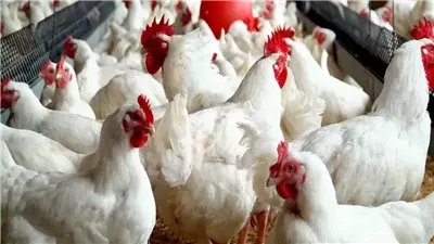 يصل 71 جنيها.. أسعار الفراخ البيضاء والبيض بالأسواق اليوم الاثنين