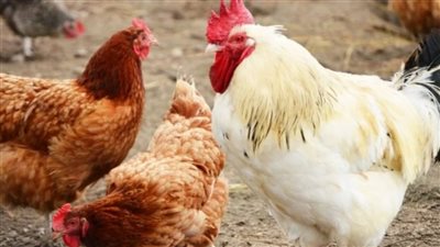 الكيلو يصل لـ 75 جنيهاً.. أسعار الفراخ اليوم الخميس بـ الأسواق