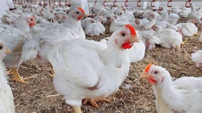 استقرار ملحوظ في أسعار الفراخ بالأسواق اليوم الخميس