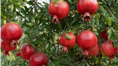 الرمان والبطاطا يتصدران قائمة الفواكه والخضراوات المصرية المصدرة