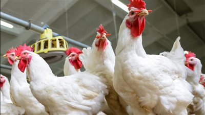 استقرار ملحوظ.. أسعار الفراخ بالمزارع والأسواق اليوم