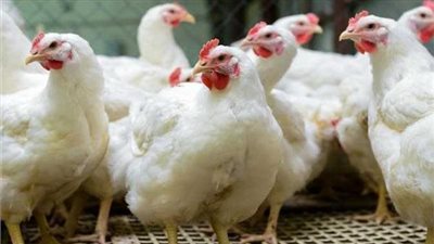 تباين أسعار الفراخ وارتفاع البيض اليوم الأحد بالأسواق