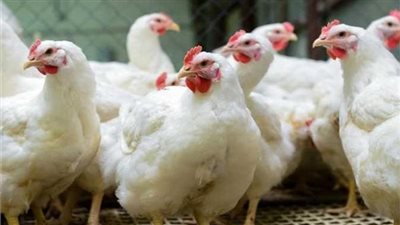 تراجع أسعار الفراخ البيضاء بالأسواق اليوم الأحد 